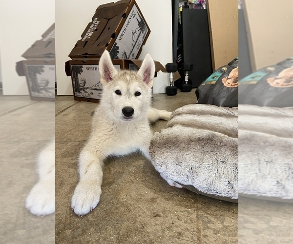 View Ad AkitaSiberian Husky Mix Puppy for Sale near Oregon, PORTLAND