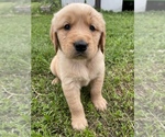 Small Photo #1 Golden Retriever Puppy For Sale in WEBB CITY, MO, USA