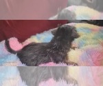Small Photo #376 Yorkshire Terrier Puppy For Sale in AKRON, OH, USA