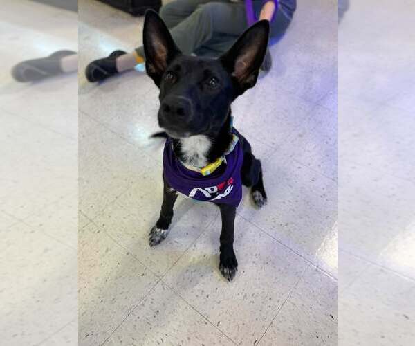 Medium Photo #5 Mutt Puppy For Sale in Holly Springs, NC, USA