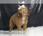 Small Photo #4 Poodle (Toy) Puppy For Sale in WARSAW, IN, USA