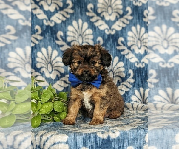 Medium Photo #1 Shorkie Tzu Puppy For Sale in KIRKWOOD, PA, USA