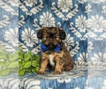 Small Photo #1 Shorkie Tzu Puppy For Sale in KIRKWOOD, PA, USA
