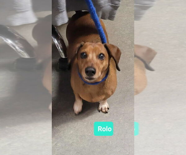 Medium Photo #2 Dachshund Puppy For Sale in Richmond, IN, USA