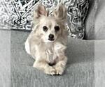 Small Chihuahua Mix