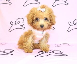 Poodle (Miniature) Puppy for sale in LAS VEGAS, NV, USA