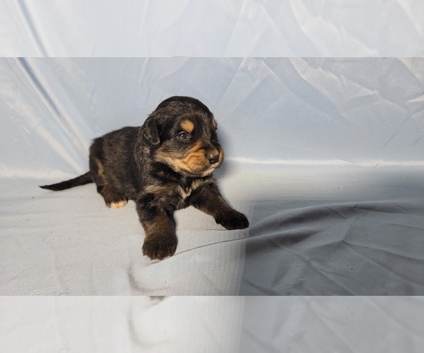 Medium Photo #5 Golden Mountain Dog Puppy For Sale in BLACK FOREST, CO, USA