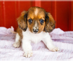 Small Photo #52 Dachshund Puppy For Sale in WAKARUSA, IN, USA