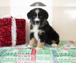 Puppy 7 Miniature Australian Shepherd