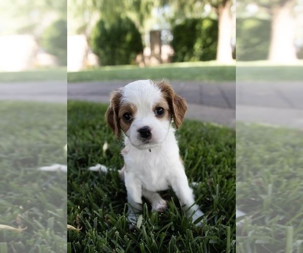 Medium Photo #2 Cavapoo Puppy For Sale in ALBUQUERQUE, NM, USA