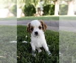 Small #1 Cavapoo