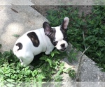 Small Photo #94 French Bulldog Puppy For Sale in AVON PARK, FL, USA