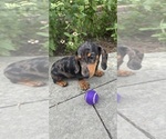 Small #1 Dachshund