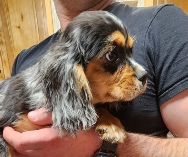 Medium Photo #10 Cavalier King Charles Spaniel Puppy For Sale in BOONVILLE, NY, USA
