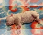 Small Photo #17 Bichon Frise Puppy For Sale in ORLANDO, FL, USA