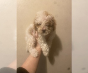 Maltipoo-Poodle (Toy) Mix Puppy for sale in VENETA, OR, USA