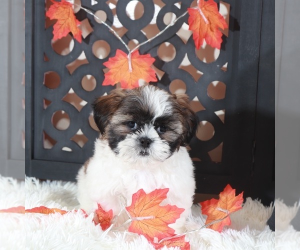 Medium Photo #1 Shih Tzu Puppy For Sale in MOUNT VERNON, OH, USA