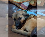 Small #4 Anatolian Shepherd-German Shepherd Dog Mix