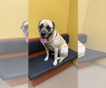 Small #32 Mastiff