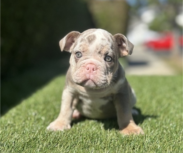 Medium Photo #1 English Bulldog Puppy For Sale in BALTIMORE, MD, USA