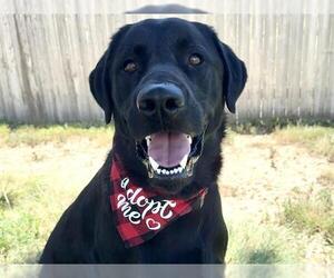 Labrador Retriever Dogs for adoption in Pueblo, CO, USA