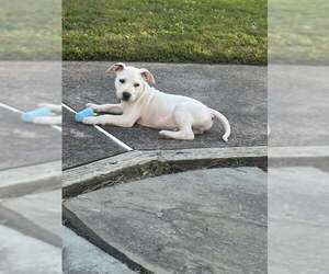 Staffordshire Bull Terrier-Unknown Mix Dogs for adoption in pomfret, CT, USA