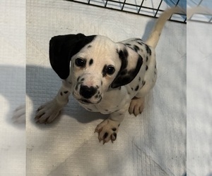 Dalmatian Puppy for sale in LA PUENTE, CA, USA