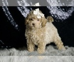 Small #4 Maltipoo