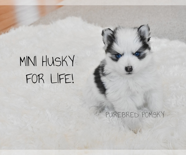 Medium Photo #1 Pomsky Puppy For Sale in KANSAS CITY, MO, USA