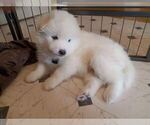 Puppy 1 Samoyed