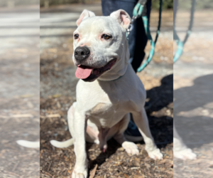 Mutt Dogs for adoption in Decatur, GA, USA