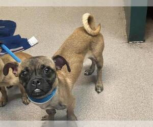 Pug-Unknown Mix Dogs for adoption in Pasadena, CA, USA