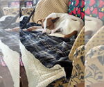 Small #3 Jack Russell Terrier Mix