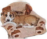 Small #3 American Pit Bull Terrier-Labrador Retriever Mix