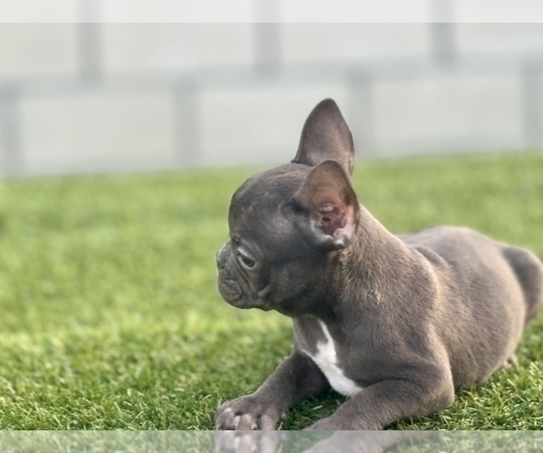 Medium Photo #10 French Bulldog Puppy For Sale in SPRINGFIELD, MA, USA