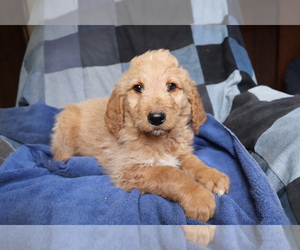 Goldendoodle-Poodle (Miniature) Mix Puppy for sale in SHILOH, OH, USA