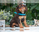 Small Photo #36 Cavalier King Charles Spaniel Puppy For Sale in SALEM, IN, USA