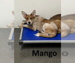 Small #4 Red Heeler Mix