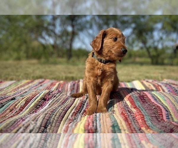 Medium Photo #4 Goldendoodle Puppy For Sale in ABILENE, TX, USA