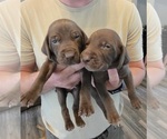 Puppy Puppy 1 German Shorthaired Weimaraner
