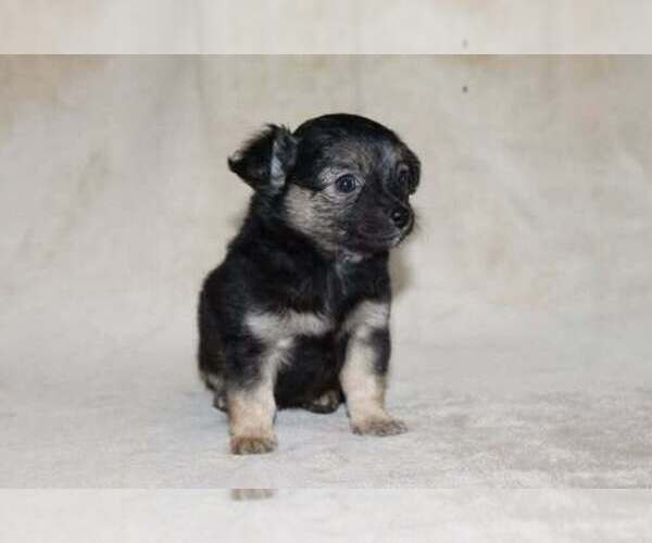 Medium Photo #6 Chihuahua Puppy For Sale in HUDSONVILLE, MI, USA