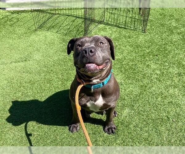 Medium Photo #1 American Pit Bull Terrier-Unknown Mix Puppy For Sale in Orange, CA, USA