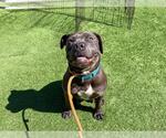 Small American Pit Bull Terrier Mix