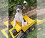 Small #3 Jack-Rat Terrier