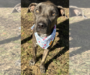 Cane Corso-Unknown Mix Dogs for adoption in Kankakee, IL, USA