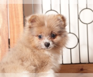 Pomeranian Puppy for sale in NAPLES, FL, USA