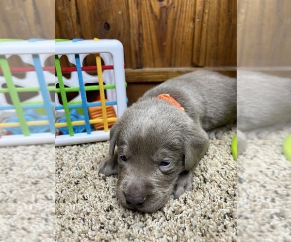 Medium Photo #4 Labrador Retriever Puppy For Sale in NEOLA, WV, USA