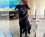 Small #4 Mutt