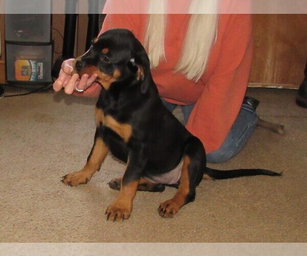 Medium Photo #13 Rottweiler Puppy For Sale in SPOKANE, WA, USA