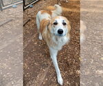 Small #7 Great Pyrenees